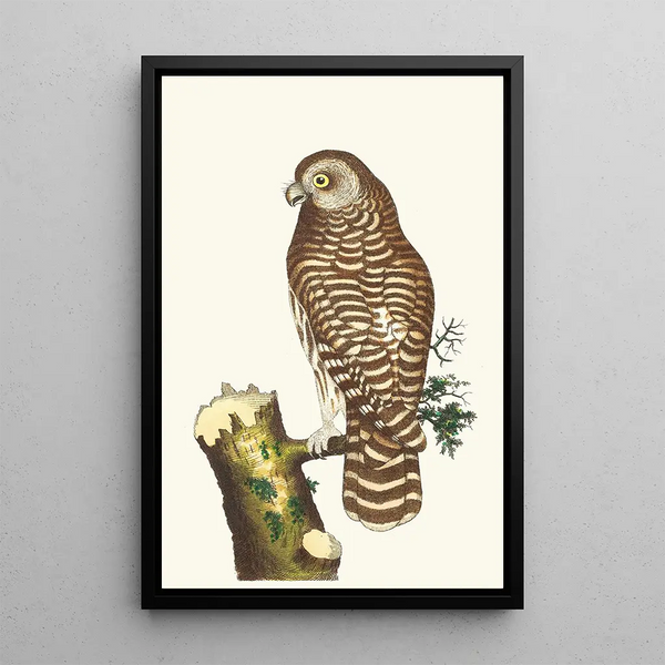 The Cloudy Owl - George Shaw — framed artwork on a wall