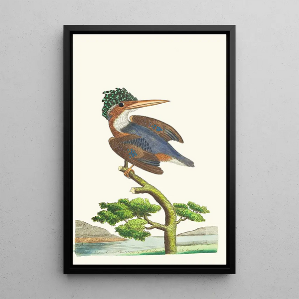 The kingfisher - George Shaw — framed artwork on a wall