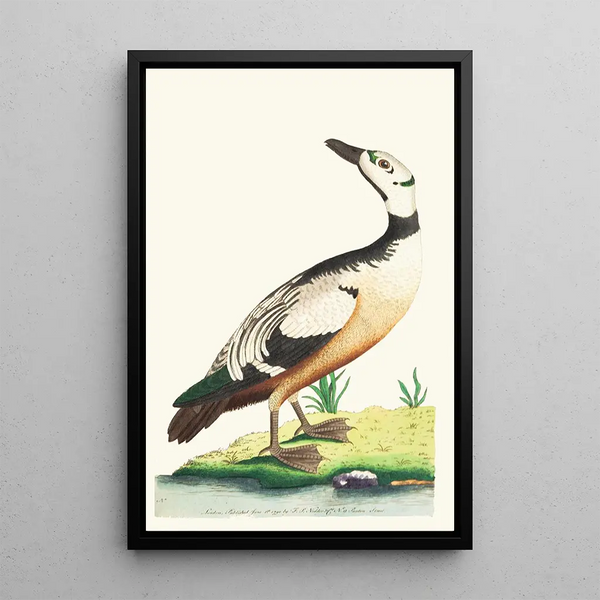 The Western Duck - George Shaw — framed artwork on a wall