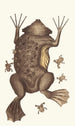 Surinam Toad Painting - George Shaw — artwork view