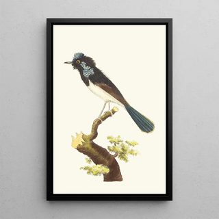 George Shaw - The SUPERB WARBLER.webp