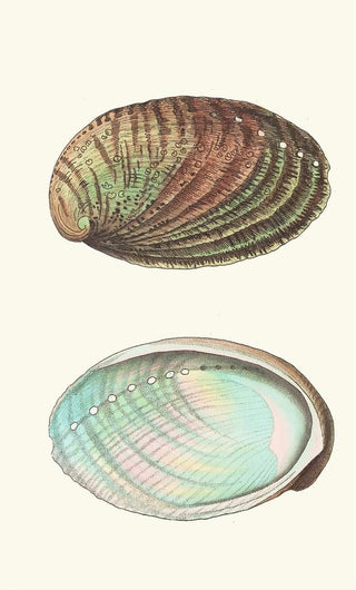 George Shaw - Tuberculated Haliotis.webp