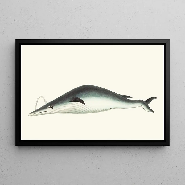 Mysticète sous-mâchoire - George Shaw — framed artwork on a wall