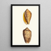 Volute ondulée - George Shaw — framed artwork on a wall