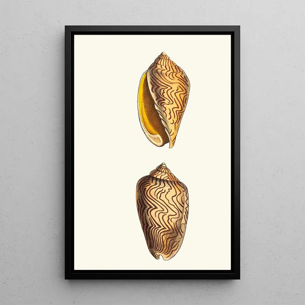 Volute ondulée - George Shaw — framed artwork on a wall