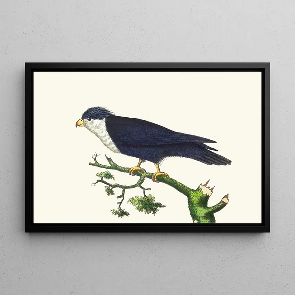 Violet-blue parakeet painting - George Shaw — framed artwork on a wall
