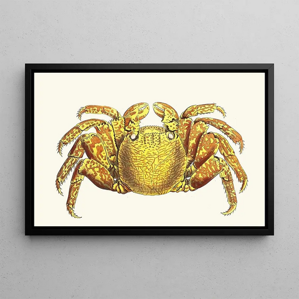 Crab multicolored - George Shaw — framed artwork on a wall