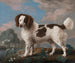 Norfolk Spaniel painting in brown and white - George Stubbs — artwork view