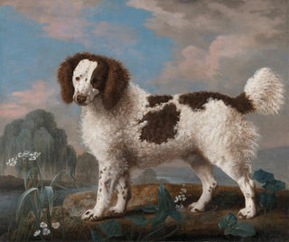 Norfolk Spaniel painting in brown and white - George Stubbs — artwork view