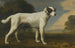 The white dog by Viscount Gormanston - George Stubbs — artwork view