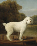 Caniche blanc dans un punt - George Stubbs — artwork view