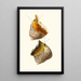 Trochus turbinas Trochus articulatus - Georges Servain — framed artwork on a wall