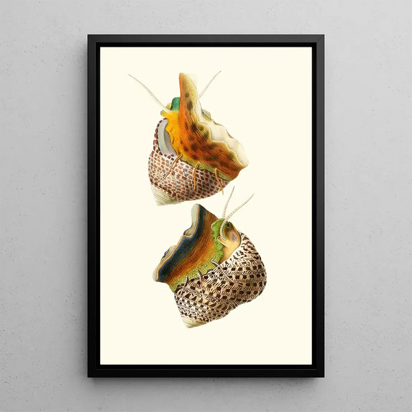 Trochus turbinas Trochus articulatus - Georges Servain — framed artwork on a wall