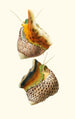 Trochus turbinas Trochus articulatus - Georges Servain — artwork view