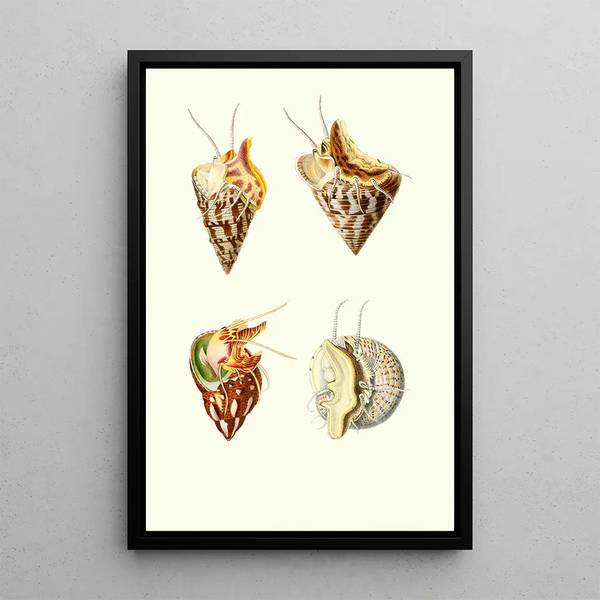 Trochus minutus Trochus conulus Phasianella pullus Trochus divaricatus - Georges Servain — framed artwork on a wall
