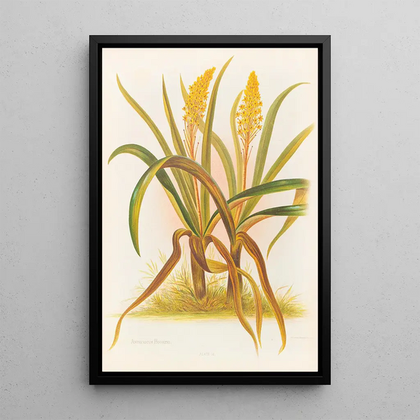 Anthericum Hookeri - Georgina Burne Hetley — framed artwork on a wall