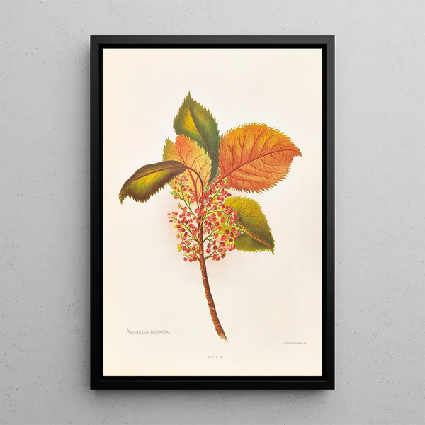 Aristotelia Racemosa - Georgina Burne Hetley — framed artwork on a wall