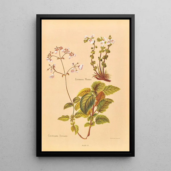 Calceolaria Sinclairii - Georgina Burne Hetley | Painting — framed artwork on a wall