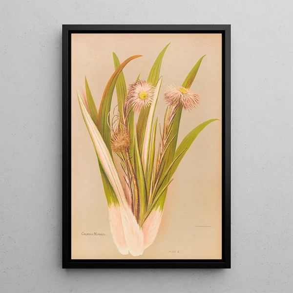 Celmisia Monroi - Georgina Burne Hetley — framed artwork on a wall