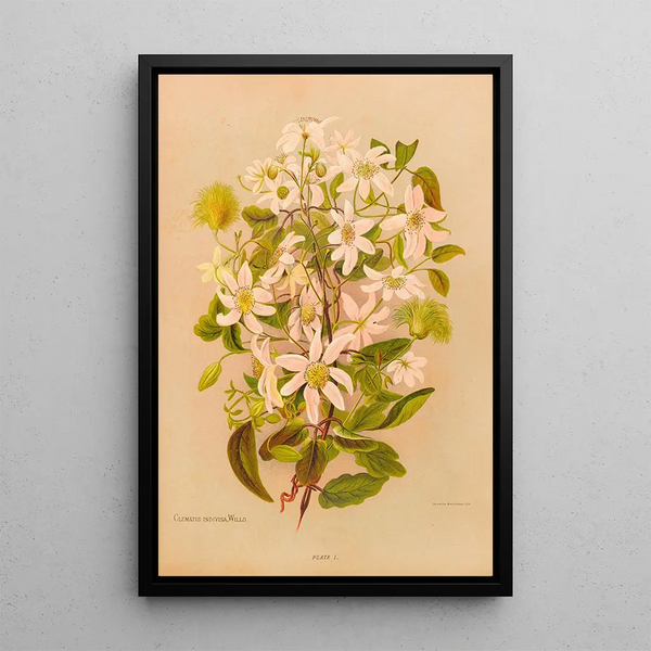 Clematis indivisa - Georgina Burne Hetley — framed artwork on a wall