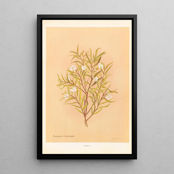 Denrobium cunninghamii - Georgina Burne Hetley — framed artwork on a wall