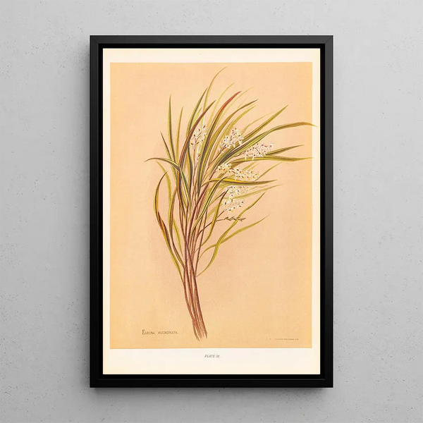 Earina mucronata - Georgina Burne Hetley — framed artwork on a wall