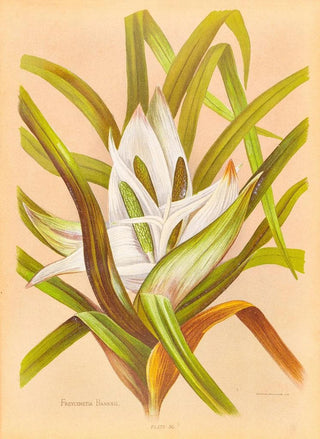 Georgina Burne Hetley - Freycinetia Banksii.webp