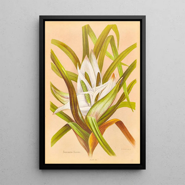 Freycinetia banksii - Georgina Burne Hetley — framed artwork on a wall