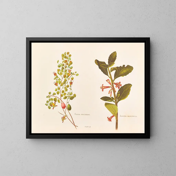Fuchsia procumbens - Georgina Burne Hetley — framed artwork on a wall
