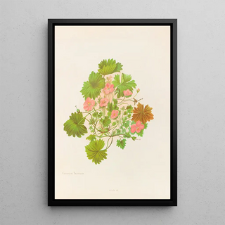 Georgina Burne Hetley - Geranium Traversii.webp