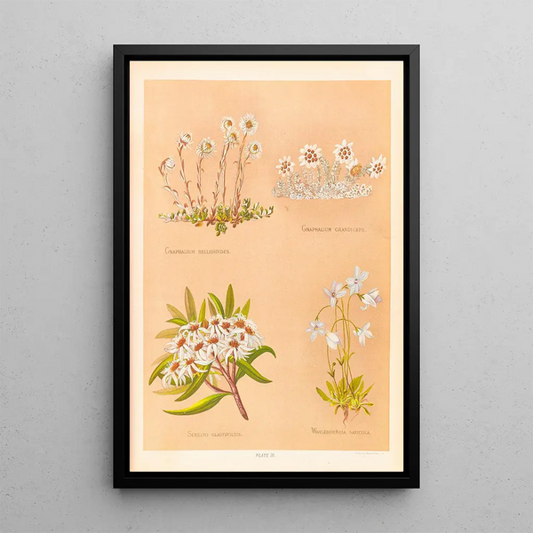 Gnaphalium bellidioides Gnaphalium grandiceps - Georgina Burne Hetley — framed artwork on a wall