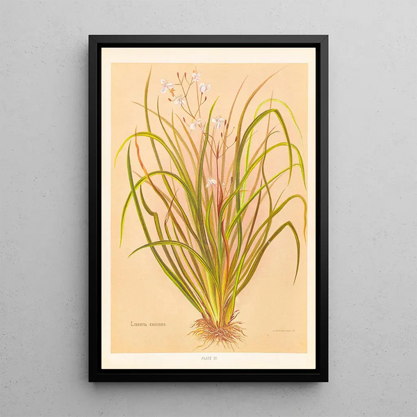 Libertia exioides - Georgina Burne Hetley — framed artwork on a wall