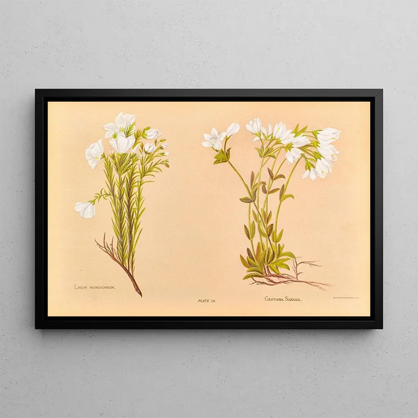 Linum monogynum - Georgina Burne Hetley — framed artwork on a wall