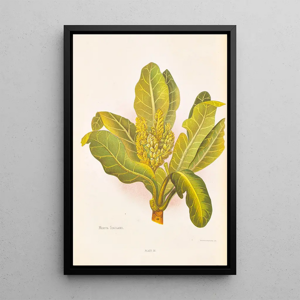 Meryta sinclairii - Georgina Burne Hetley — framed artwork on a wall