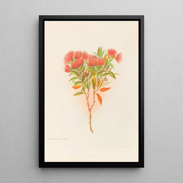Metrosideros lucida - Georgina Burne Hetley — framed artwork on a wall