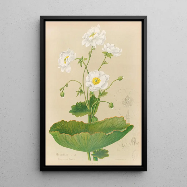 Lys des montagnes - Georgina Burne Hetley — framed artwork on a wall