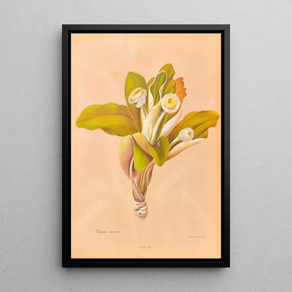 Oleria insignis - Georgina Burne Hetley — framed artwork on a wall