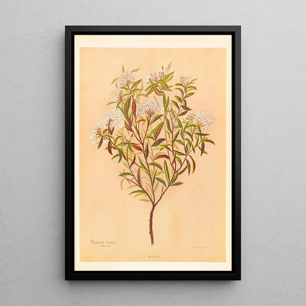 Phebalium nudum - Georgina Burne Hetley — framed artwork on a wall