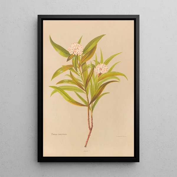 Pimelea longifolia - Georgina Burne Hetley — framed artwork on a wall