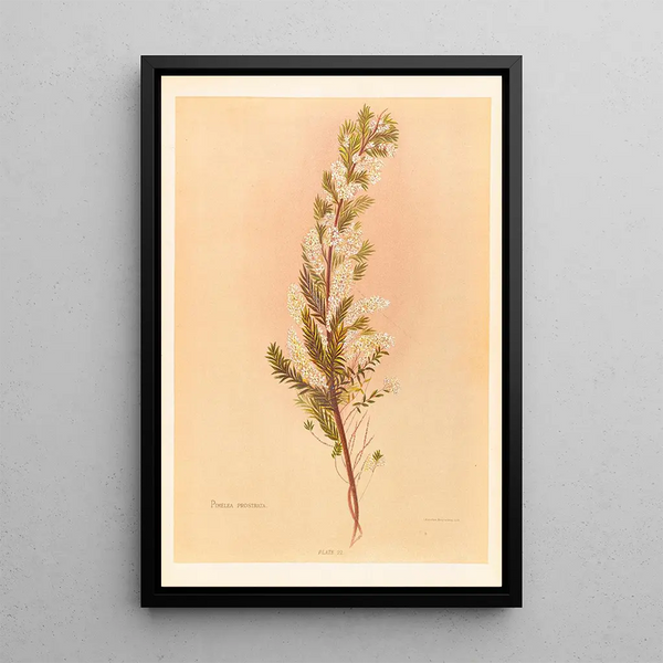 Pimelea prostrata - Georgina Burne Hetley — framed artwork on a wall