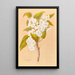 Plagianthus lyallii - Georgina Burne Hetley — framed artwork on a wall