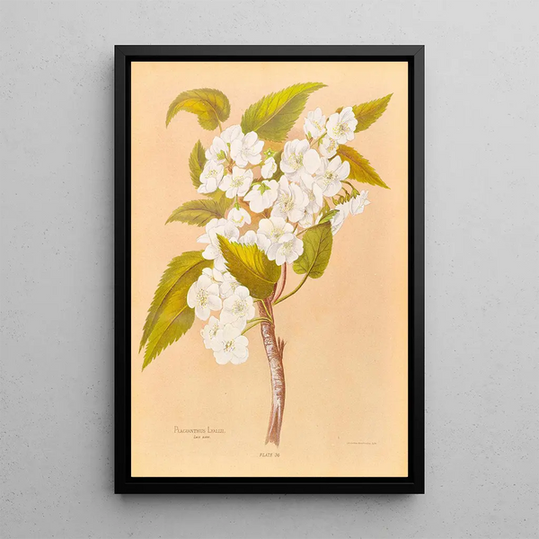 Plagianthus lyallii - Georgina Burne Hetley — framed artwork on a wall