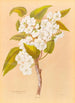 Plagianthus lyallii - Georgina Burne Hetley — artwork view