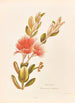 Pohotukawa Metrosideros tomentosa - Georgina Burne Hetley — artwork view