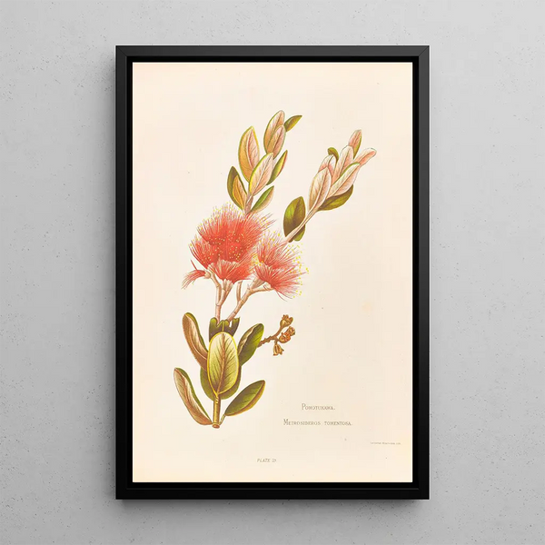 Pohotukawa Metrosideros tomentosa - Georgina Burne Hetley — framed artwork on a wall