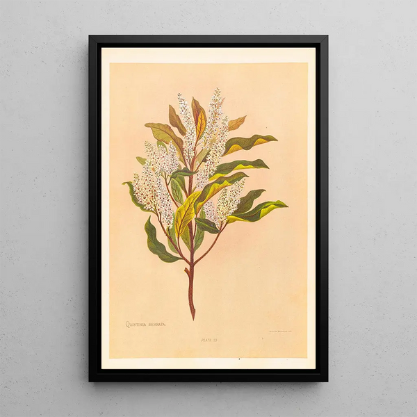 Quintinia serrata - Georgina Burne Hetley — framed artwork on a wall