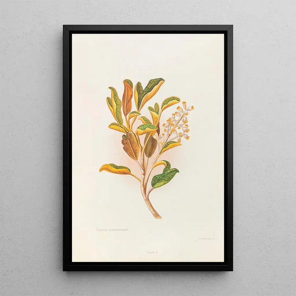 Selecio eleagnifolius - Georgina Burne Hetley — framed artwork on a wall