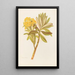 Senecio huntii - Georgina Burne Hetley — framed artwork on a wall