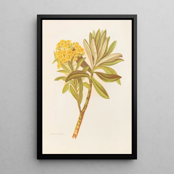 Senecio huntii - Georgina Burne Hetley — framed artwork on a wall