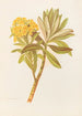 Senecio huntii - Georgina Burne Hetley — artwork view